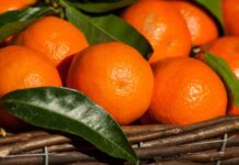 Calza della befana: i dolci saranno sostituiti da mandarini e clementine