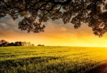 Confagricoltura si impegna a consolidare il settore agroalimentare