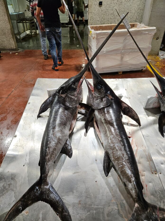Pesce spada