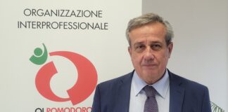 Rese ai minimi dal 2011 per il pomodoro da industria nel Nord Italia, tra siccità e costi record