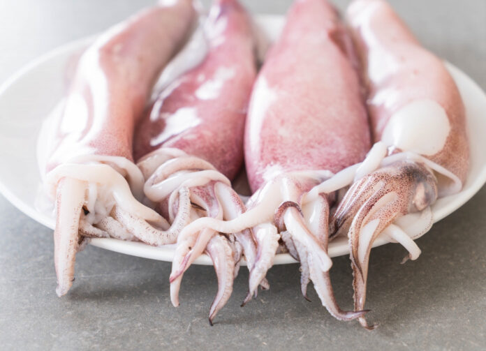 calamari_mgn_don
