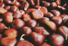 Scatta la raccolta delle castagne italiane con qualità ottima ma produzioni in calo del 25 percento